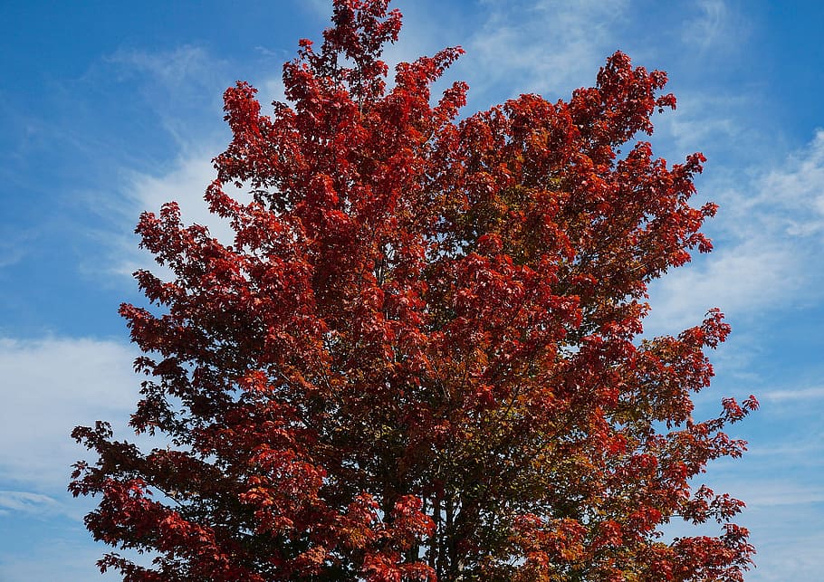 Maple Tree, Maple Leaves, Autumn, fall, colorful, nature, seasonal HD wallpaper