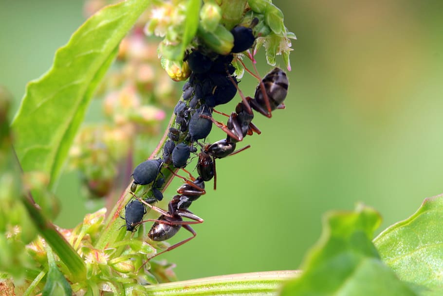 Ants, Formicidae, Garden, Lasius, garden ants, black ants, foraging, HD wallpaper