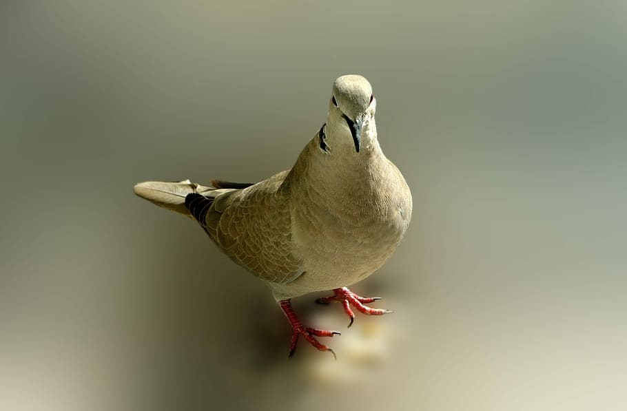 Dove, Bird, Poses, Messenger, cover, pen, the background, one animal HD wallpaper