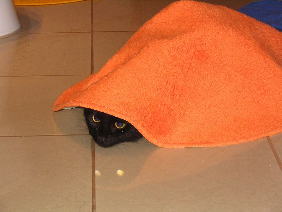 Cat, Carpet, Hiding Place, one animal, orange color, animal themes HD wallpaper