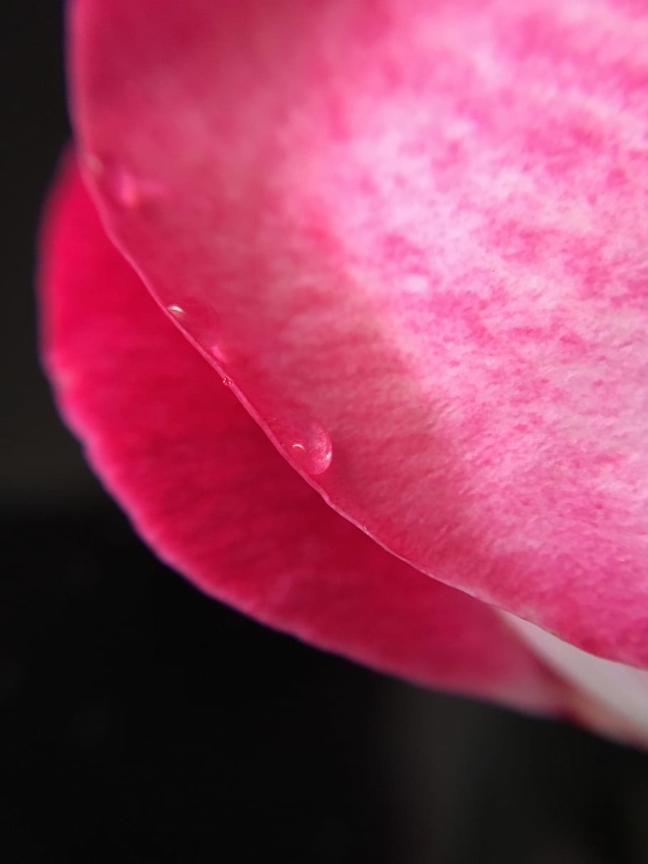 Petal, Drop, rain, rosa, rose, petals, raindrop, flower, flora HD wallpaper