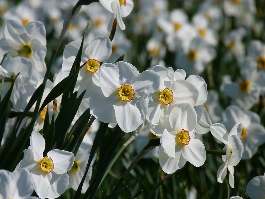 close-up photo of white petaled flower, daffodils, flowers HD wallpaper