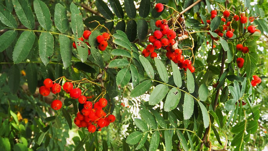 flora, tree, rowan, red, fruit, foliage, nature, summer, growth HD wallpaper