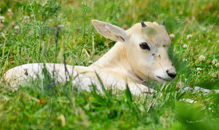 white and beige cattle on green grass field, deer, nature, summer HD wallpaper