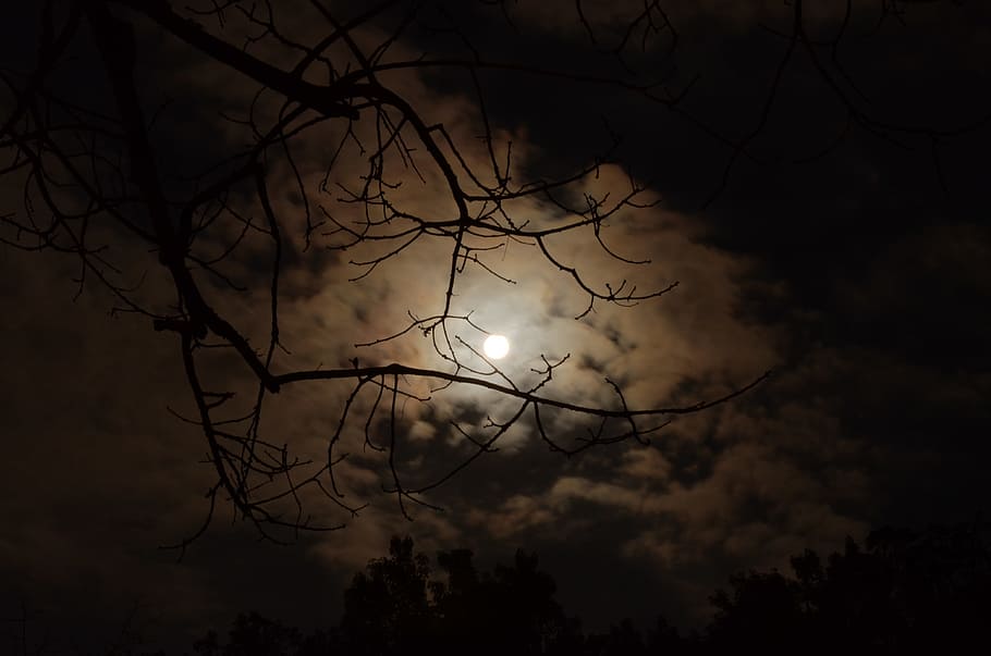 Silhouette of Tree Branch Under White Cloudy Skies during Nighttime, HD wallpaper