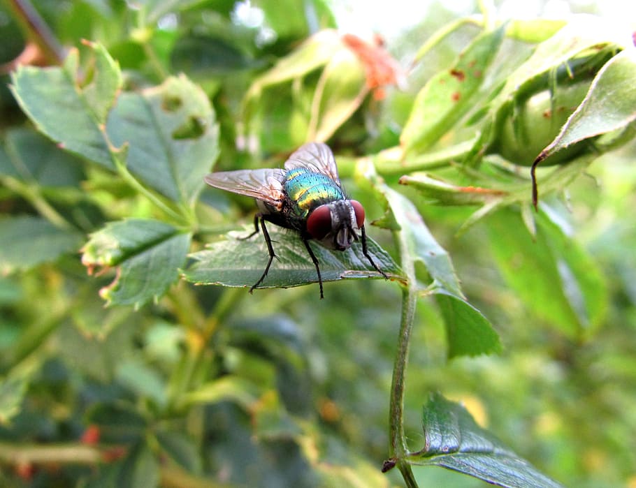 fly, insect, animals, invertebrate, animal themes, animals in the wild HD wallpaper