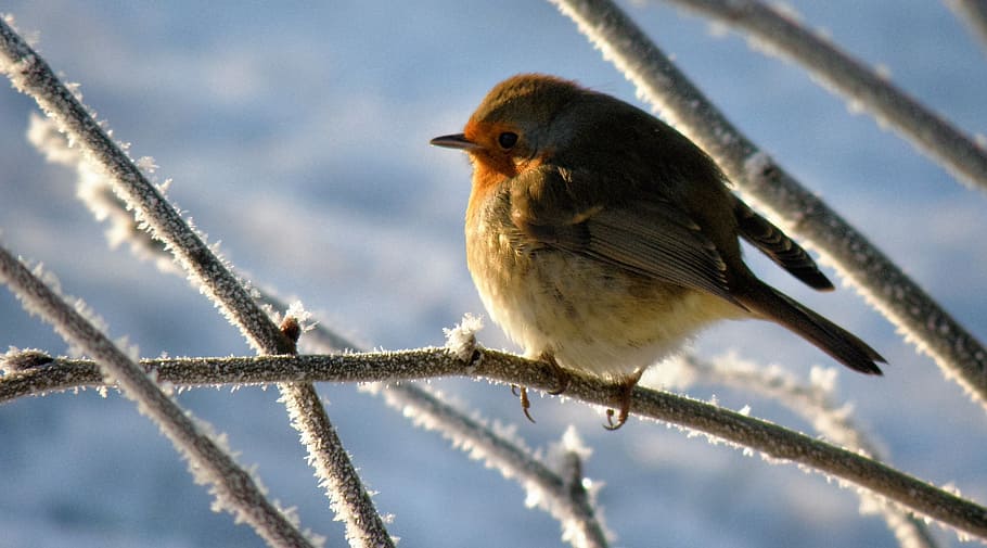robin, bird, snow, winter, animal, animal themes, vertebrate HD wallpaper