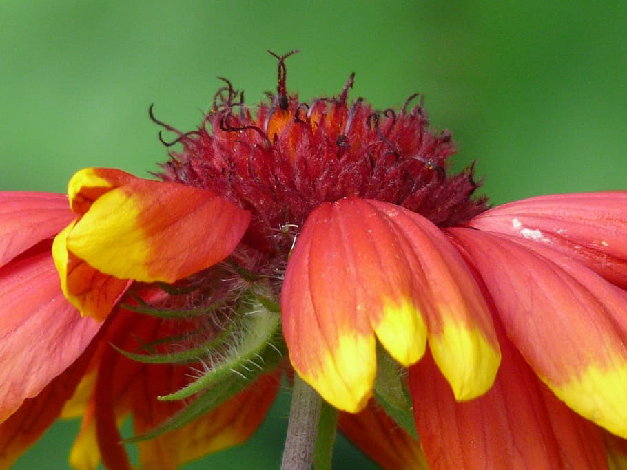 Sun, Brews, Helenium, Composites, sun brews, asteraceae, flower HD wallpaper
