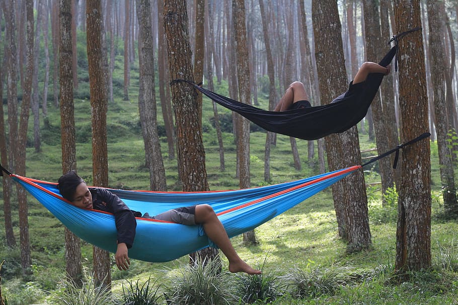 wood, forest, tree, hammock, full length, leisure activity HD wallpaper