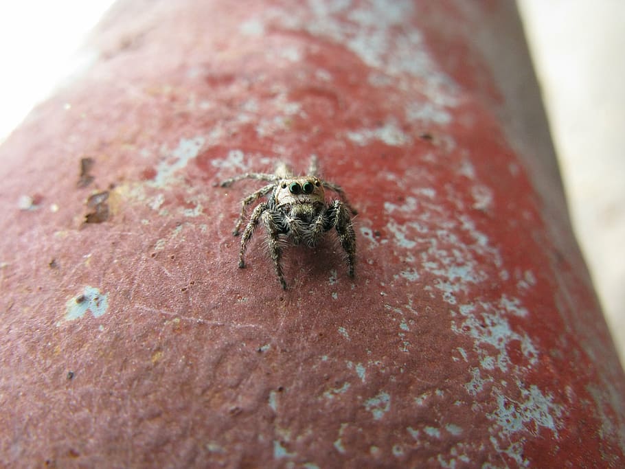 spider, insect, bug, animals in the wild, invertebrate, animal wildlife HD wallpaper