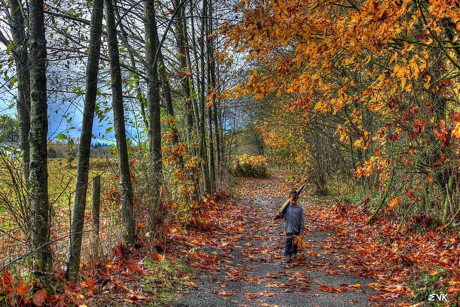 Leaves, Boy, Trees, Trail, umbrella, autumn, forest, leaf, nature HD wallpaper