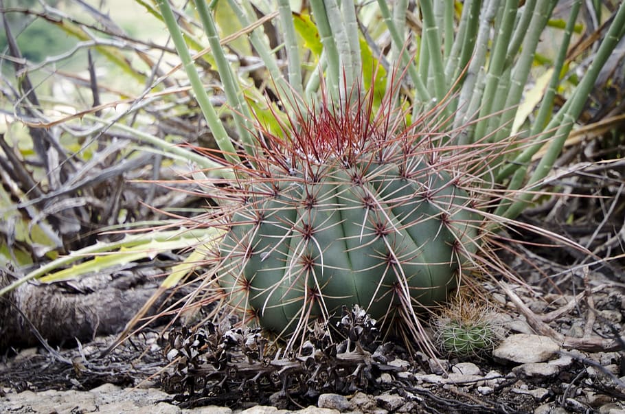cacti, thorns, flora, plant, cactus, growth, succulent plant HD wallpaper