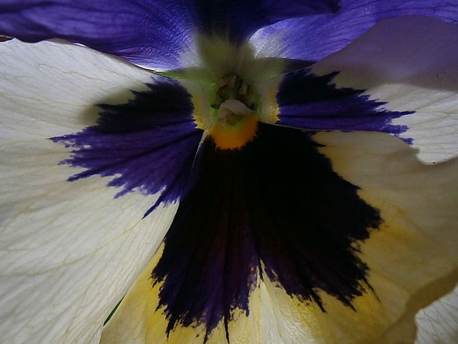 Pansy, Violet, Plant, Close, Depth, violet plant, nature, blue HD wallpaper