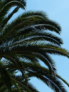 green palm tree, date palm, shade tree, leaves, wedel, canary island date palm HD wallpaper