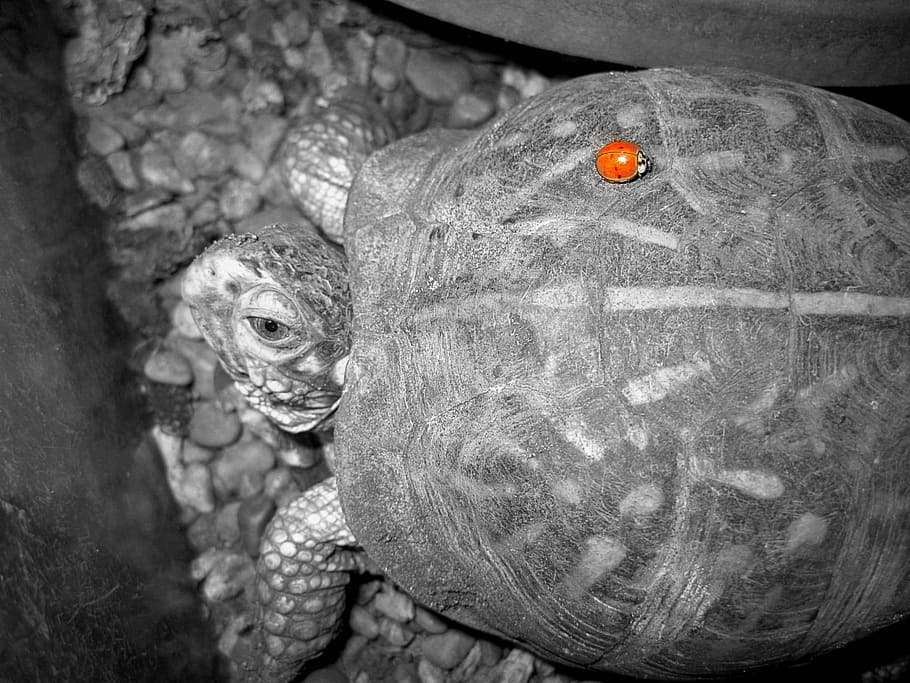 Turtle, Friends, Shell, no people, animal themes, close-up HD wallpaper