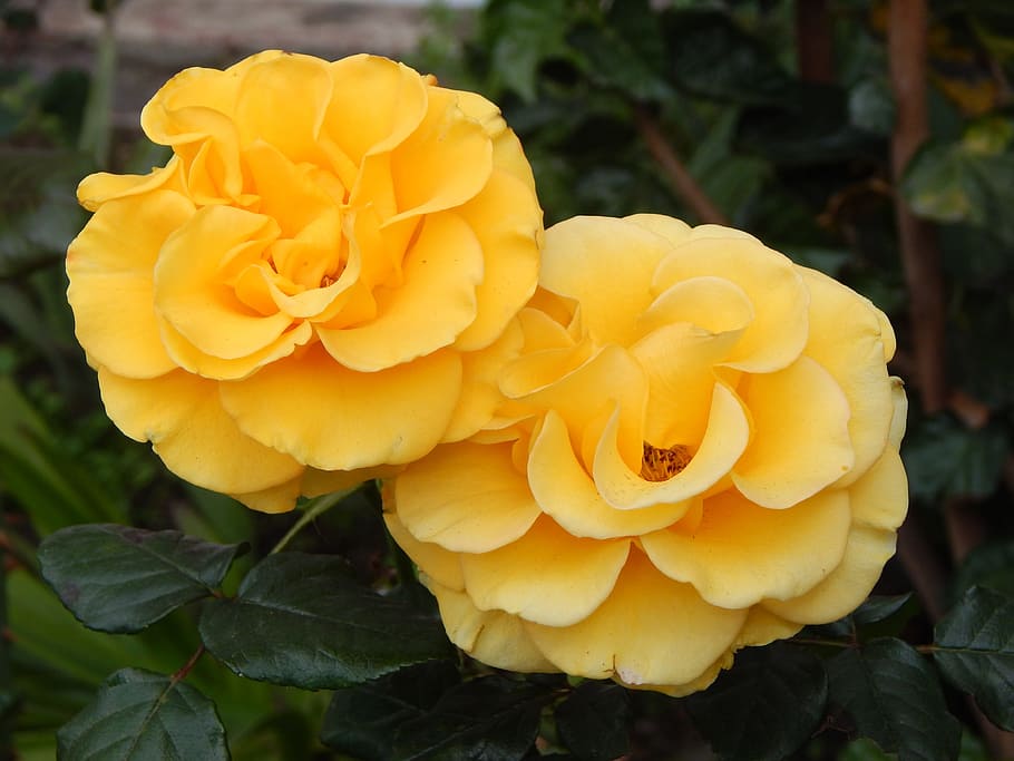 Roses, Yellow, Nature, Macro, Flowers, petal, close-up, fragility HD wallpaper