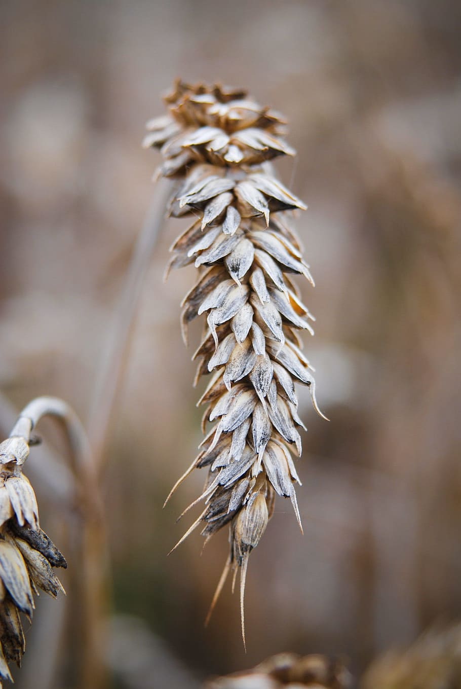 ear, grain, summer, bc, nature, peace, agriculture, plant, close-up HD wallpaper