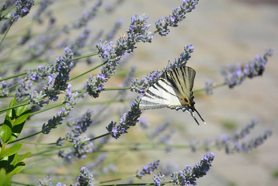 butterfly, spring, lavender, nature, flower, flowering plant HD wallpaper