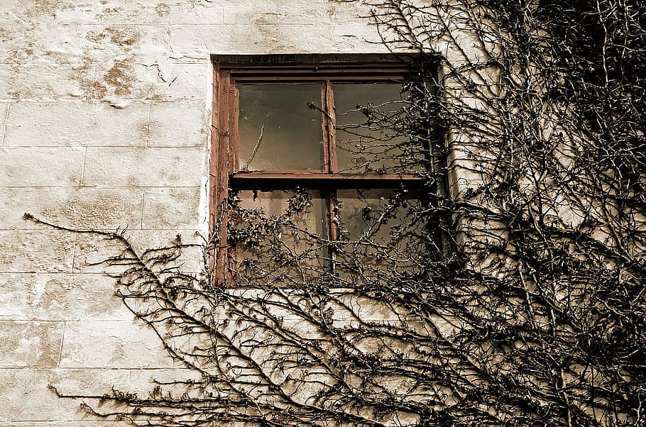 brown wooden windowpane during daytime, mysterious, old, glass HD wallpaper
