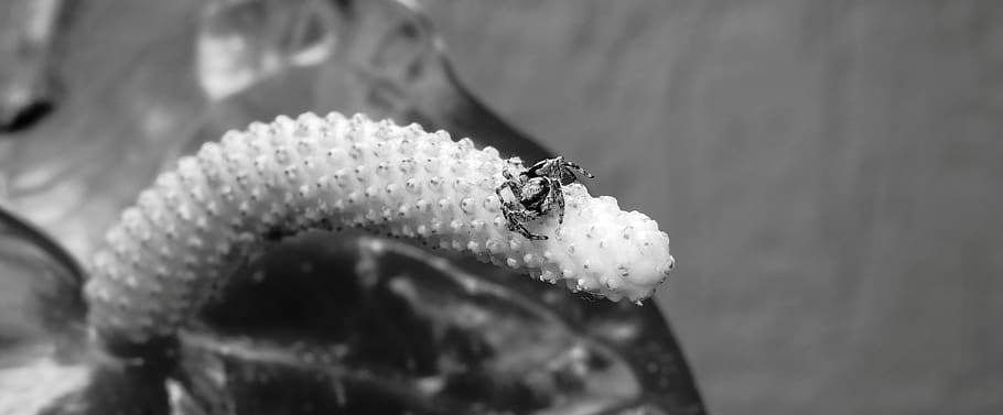 black and white, insect, ladybug, close-up, animal, animal themes HD wallpaper