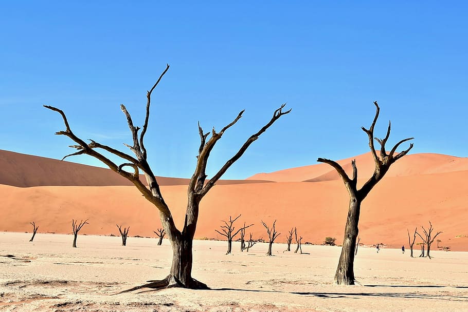 person taking picture of bare trees, two leafless trees during daytime HD wallpaper