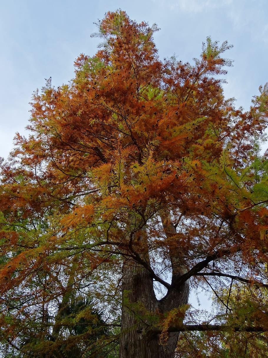 tree, autumn, nature, trees, plant, growth, change, low angle view HD wallpaper