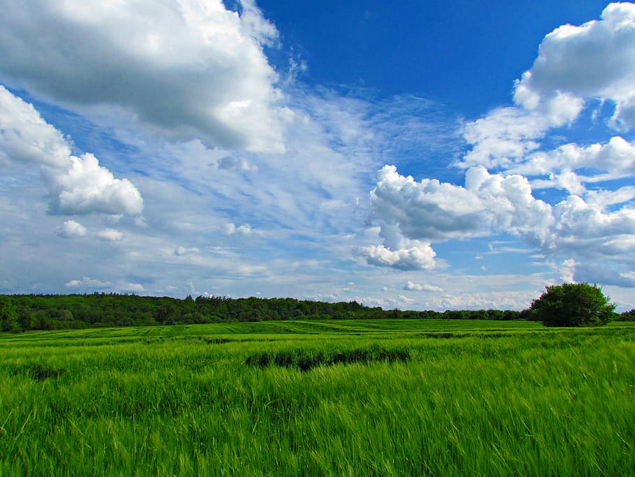 clouds, nature, sky, blue, field, meadow, landscape, environment HD wallpaper