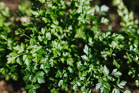 Early spring garden, plants, hoe, gardening, watering can, seedling HD wallpaper