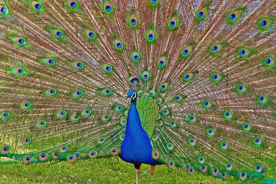 blue and green peacock, wilhelma, stuttgart, germany, bird, feather