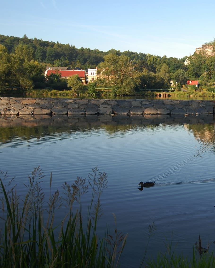 river, water, dam, duck, grass, plant, tree, lake, built structure HD wallpaper