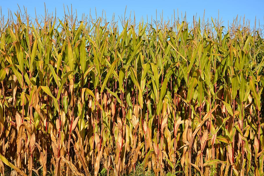 corn, agriculture, fields, nature, cereals, epi, plants, harvest HD wallpaper