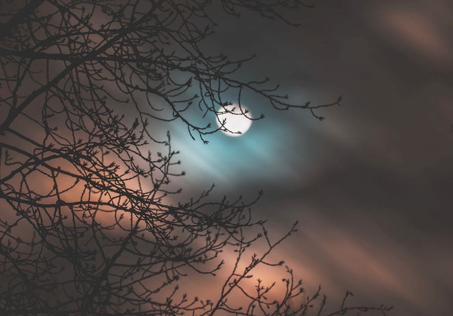 photo of moon during night time, silhouette of branch under fullmoon, HD wallpaper
