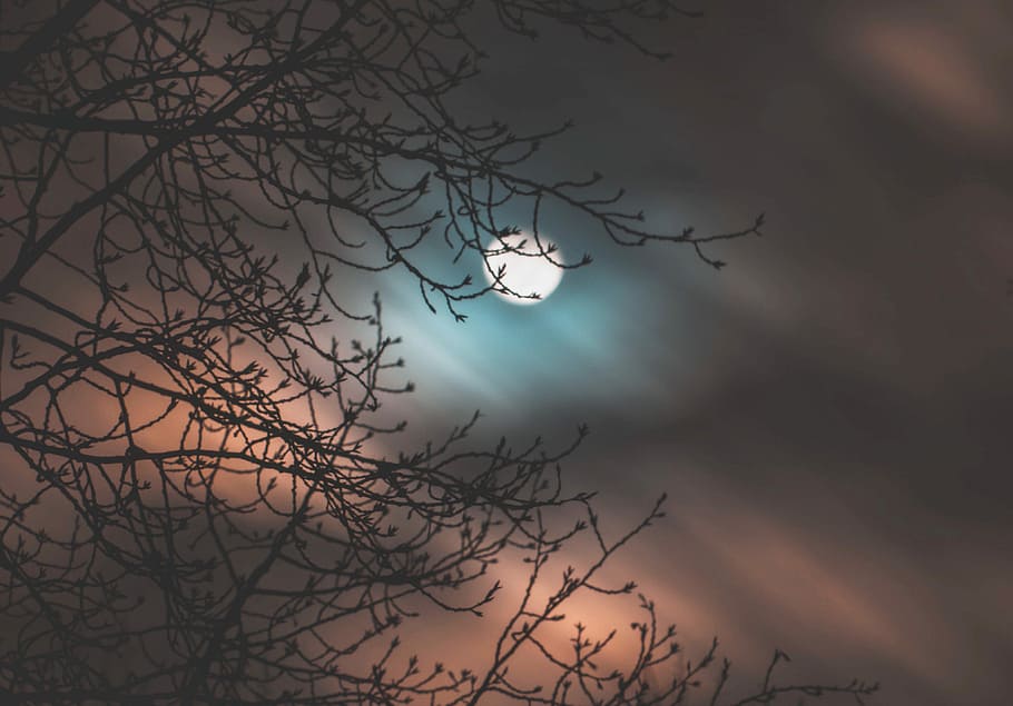photo of moon during night time, silhouette of branch under fullmoon HD wallpaper