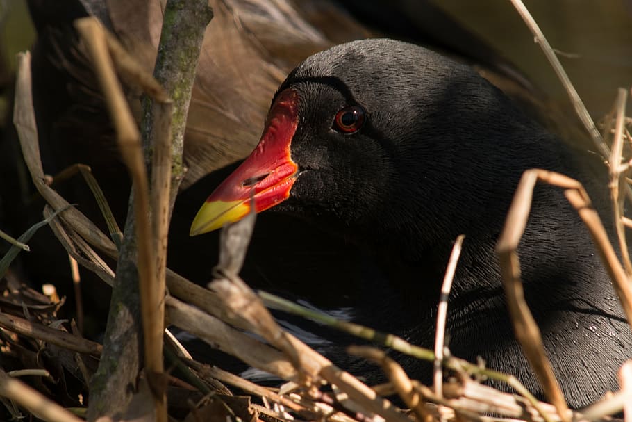 bird, nest, coot, nature, hatch, animal, beak, animal themes HD wallpaper