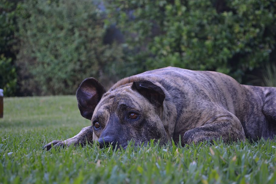 Thoughtful, Rest, Uruguay, animal, dog, mammal, pets, nature HD wallpaper