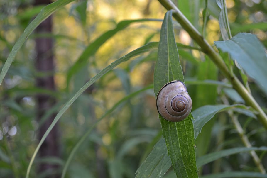 snail, nature, shell, animal, slow, leaf, brown, helix, plant HD wallpaper