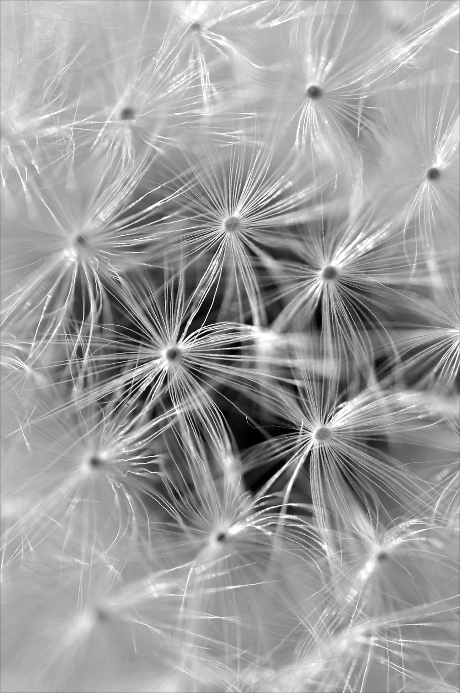 Dandelion, Seeds, Close, flower, freshness, flower head, fragility HD wallpaper