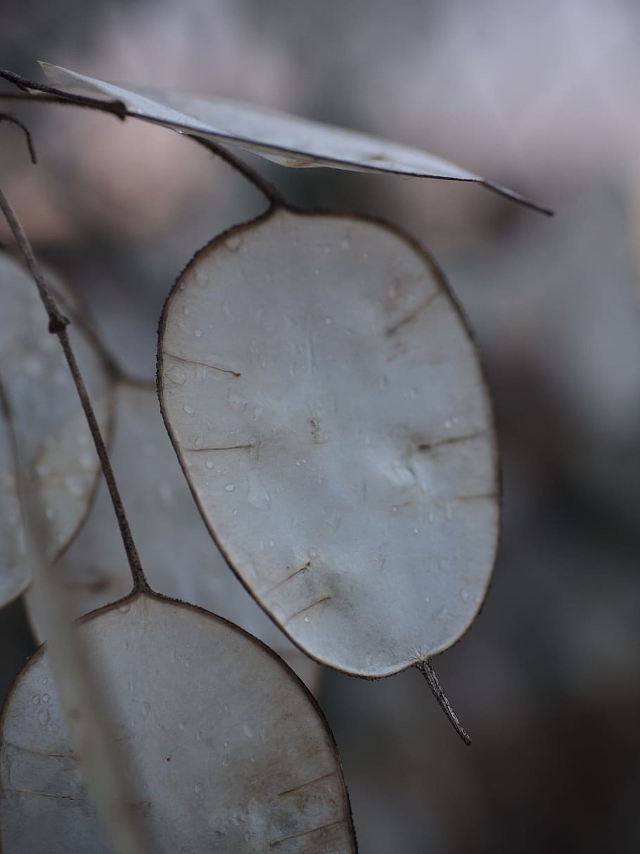 silver leaf, lunaria, silberling, judas schilling, honesty, HD wallpaper