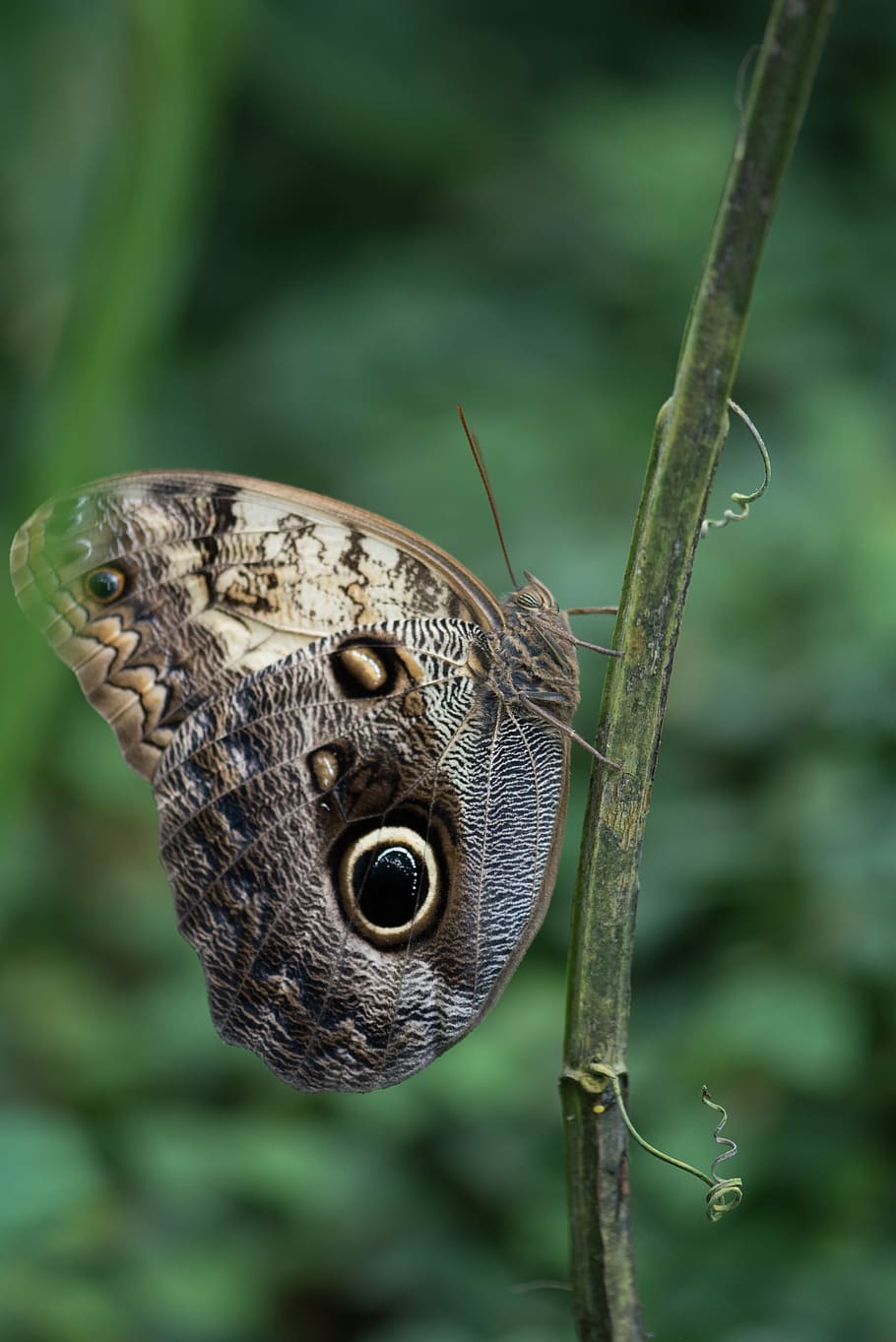 butterfly, macro, pose, plant, green, colors, detail, nature HD wallpaper