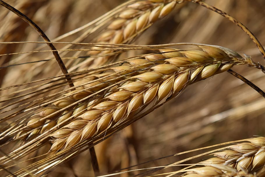 barley, cereals, ear, close, ripe, summer, food, staple food HD wallpaper
