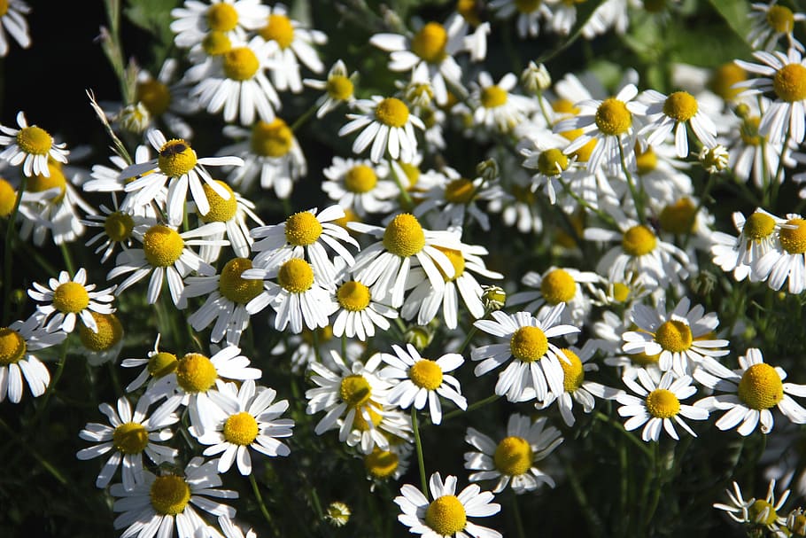 Flowers, False Chamomile, Plant, growth, nature, petal, fragility HD wallpaper