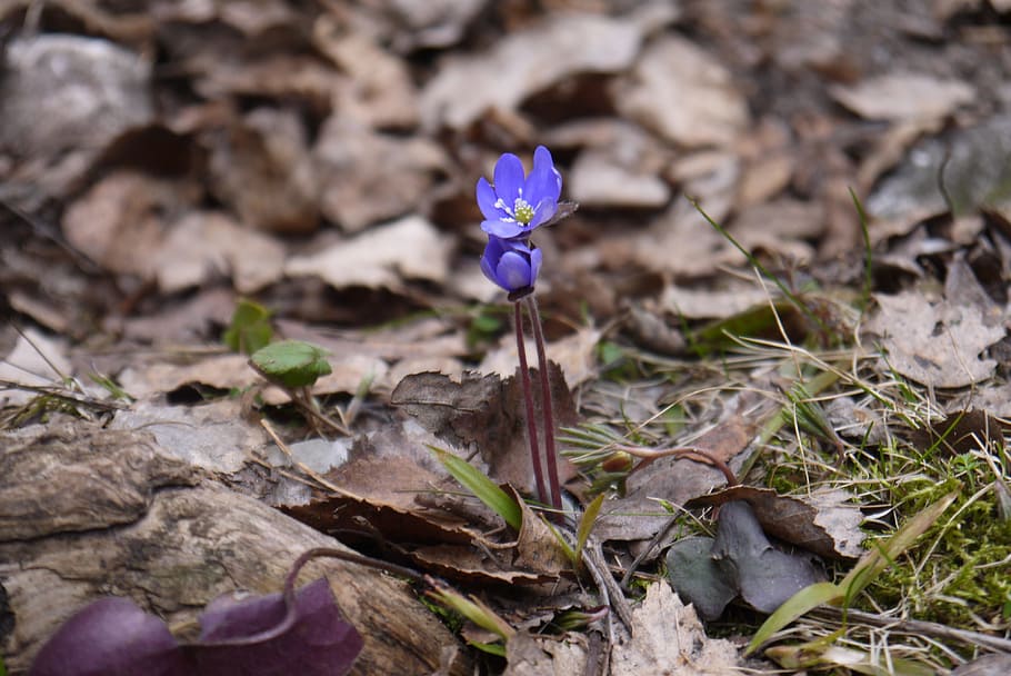 Flower, Leaf, Spring, Nature, Colors, plant, close-up, purple HD wallpaper