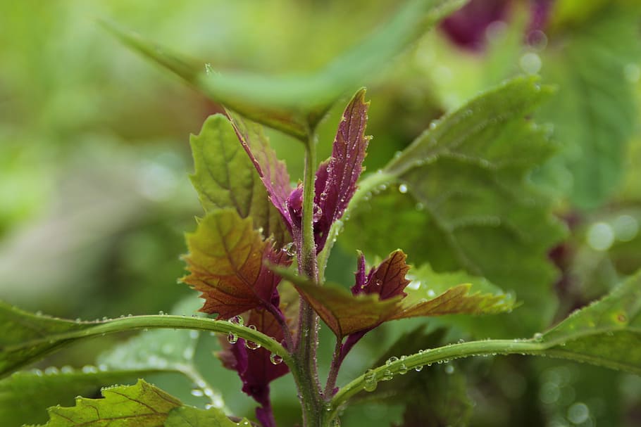 nature, leaf, flora, flower, outdoors, magenta, goosefoot, edible HD wallpaper