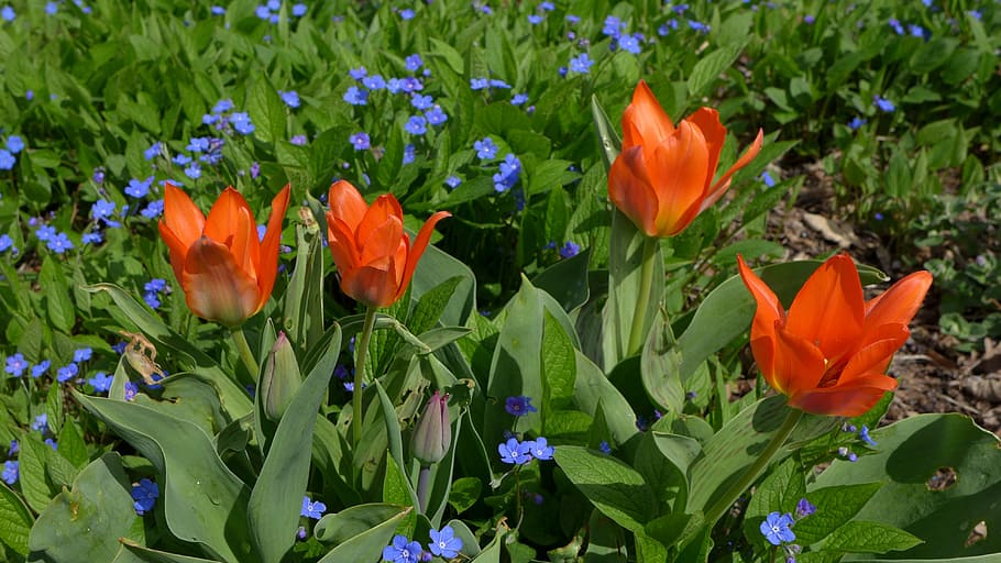tulips, spring, red, green, planting, onion flowers, forget me not HD wallpaper