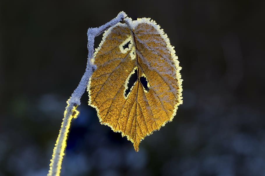 leaf, hoarfrost, wintry, nature, cold, frosty, close-up, plant part HD wallpaper