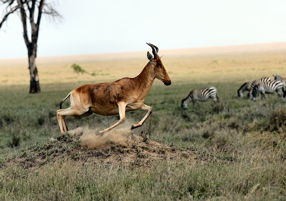 antelope running