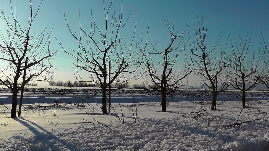wintry, snow, winter, tree, snowy, winter magic, snow magic HD wallpaper