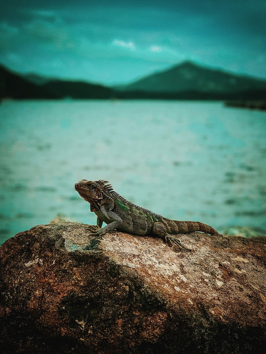 shallow focus photography of iguana on top of rock, brown lizard on rock HD wallpaper