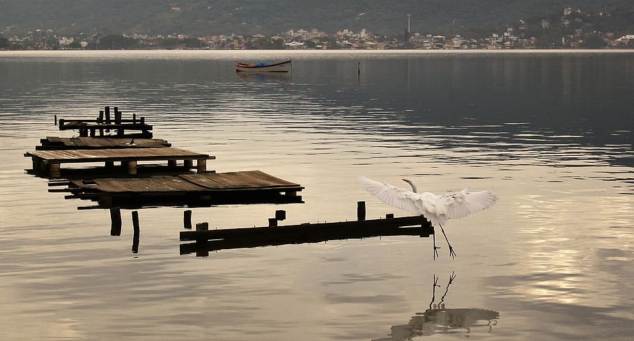 Bird, Flight, Nature, Fly, Stage, Length, stage length, seagull HD wallpaper