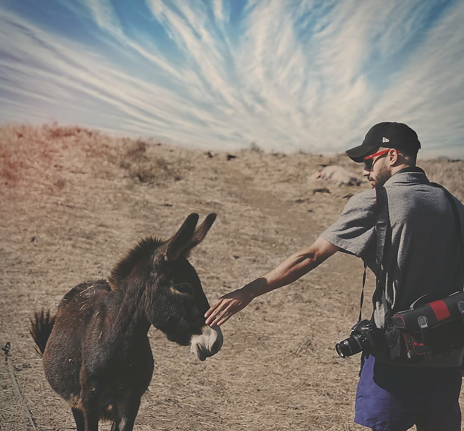 man holding a donkey at the desert under blue sky, brown, daytime, HD wallpaper